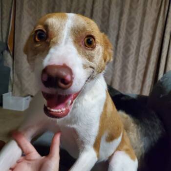 Rescue Terrier and Australian Shepherd Dogs for Adoption in Buffalo, Minnesota - Cheese Curd | PetCurious