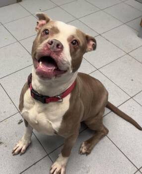 Pit Bull Terrier Dogs Available for Adoption - Scarlet  | PetCurious