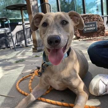 Montana -  Shepherd and Mixed Breed Dog for Adoption in Cheyenne, Wyoming - Montana | PetCurious