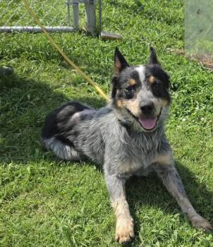 Jimbo -  Australian Cattle Dog Blue Heeler Dog for Adoption in Cleveland, Tennessee - Jimbo | PetCurious