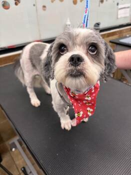 Sugar Momma Donut - Local Lady -  Shih Tzu Dog for Adoption in Andover, Massachusetts - Sugar Momma Donut - Local Lady | PetCurious
