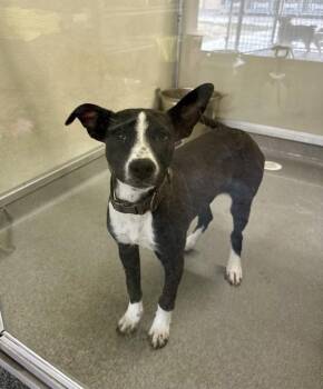 Pit Bull Terrier Dogs Available for Adoption - Abel | PetCurious