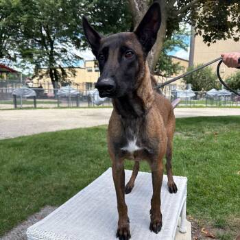 Small Fry -  Belgian Shepherd Malinois and Mixed Breed Dog for Adoption in Northbrook, Illinois - Small Fry | PetCurious