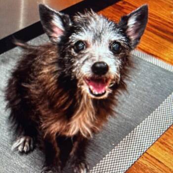 Gidget *Arriving 8/22* D12148 -  Chihuahua and Terrier Dog for Adoption - Gidget *Arriving 8/22* D12148 | PetCurious