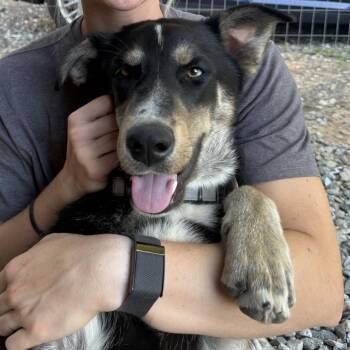 Gunner -  Mixed Breed Dog for Adoption in Winston-salem, North Carolina - Gunner | PetCurious