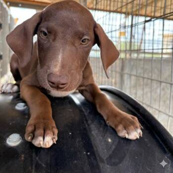 Cheesecake -  Labrador Retriever Dog Available for Adoption in Austin, Texas - Cheesecake | PetCurious