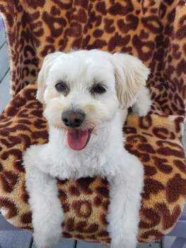 Rescue Maltipoo Dogs for Adoption in Gardena, California - Cammie | PetCurious