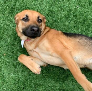 German Shepherd Dog Dogs Available for Adoption - FOSTER OR ADOPTER NEEDED *Past Deadline* Loving, Affectionate Pu | PetCurious