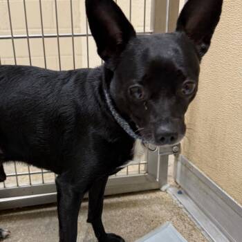 Chihuahua and Mixed Breed Dogs Available for Adoption in Madisonville, Kentucky - Ozzie | PetCurious
