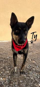 Ty -  Cattle Dog and Australian Cattle Dog Blue Heeler Dog for Adoption in Thornton, Colorado - Ty | PetCurious