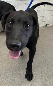 BRODIE -  Labrador Retriever Dog for Adoption in San Bernardino, California - BRODIE | PetCurious