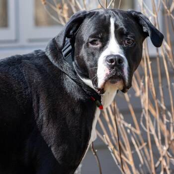 Mixed Breed Dogs Available for Adoption in Kennebunk, Maine - Caesar | PetCurious