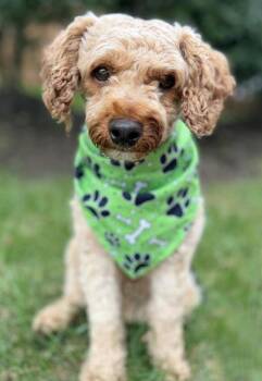 Oliver -  Poodle Dog for Adoption in Arlington, Virginia - Oliver | PetCurious