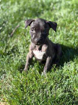 Terrier Dogs Available for Adoption in Warsaw, Indiana - Lulu | PetCurious