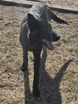 Dutch Shepherd and Belgian Shepherd Malinois Dogs Available for Adoption in Imlay City, Michigan - The River Pups- Mesquite In NM Fka Romeo | PetCurious