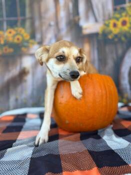 2025-268 foxy -  Mixed Breed Dog for Adoption in Lakeland, Georgia - 2025-268 Foxy | PetCurious