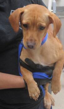 Aria (321) -  Dachshund and Terrier Dog for Adoption in Marietta, Georgia - Aria (321) | PetCurious