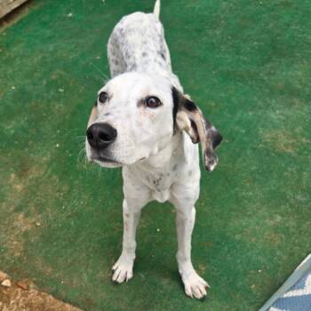CT Dolly -  Hound and Mixed Breed Dog for Adoption in Stormville, New York - CT Dolly | PetCurious