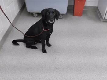 Labrador Retriever and Mixed Breed Dogs Available for Adoption in Omaha, Nebraska - MIDNIGHT | PetCurious