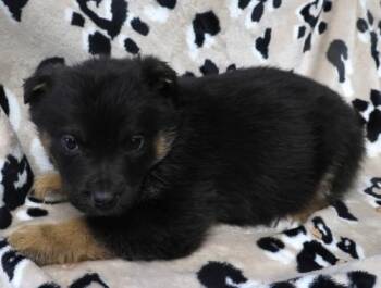 Shepherd Dogs Available for Adoption - Okis | PetCurious