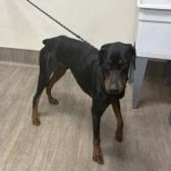 Doberman Pinscher Dogs Available for Adoption in Pasadena, California - Ernie | PetCurious