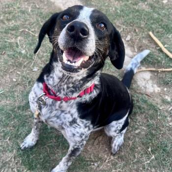 Border Collie and Terrier Dogs Available for Adoption in Austin, Texas - Fuzzy Dice | PetCurious
