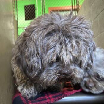 Mixed Breed Dogs Available for Adoption - Augustus | PetCurious