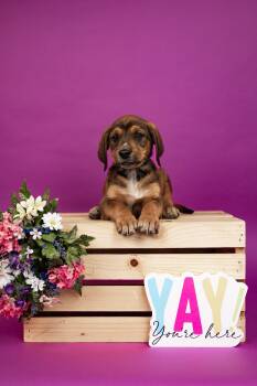 Labrador Retriever and Hound Dogs Available for Adoption - 139-26 | PetCurious