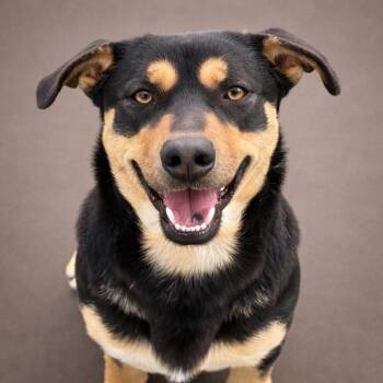 Shepherd and Black Labrador Retriever Dogs Available for Adoption - Bennett - I Have Short Legs And A LONG Body And Came With A Glow | PetCurious