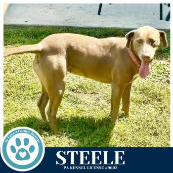 Labrador Retriever Dogs Available for Adoption - Steele 022826 | PetCurious