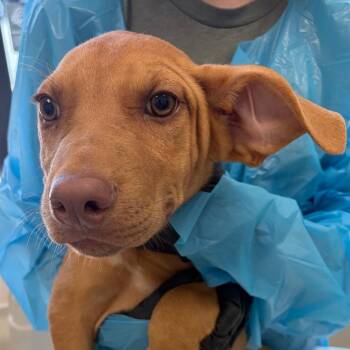 Papi -  Pit Bull Terrier and Australian Cattle Dog Blue Heeler Dog for Adoption in Nashville, Tennessee - Papi | PetCurious