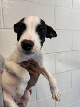 Bob -  Terrier Dog for Adoption in Hilton Head Island, South Carolina - Bob | PetCurious
