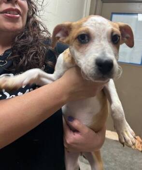 Australian Cattle Dog Blue Heeler Dogs Available for Adoption in Thompson Falls, Montana - Cleo | PetCurious