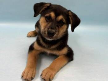 Yahoo -  German Shepherd Dog and Mixed Breed Dog for Adoption in Minneapolis, Minnesota - Yahoo | PetCurious