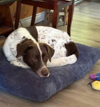 Moose -  German Shorthaired Pointer and Husky Dog for Adoption in Toronto, Ontario - Moose | PetCurious
