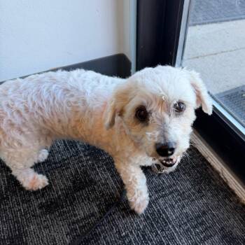 Shih Tzu Dogs Available for Adoption in Taycheedah, Wisconsin - Daisy Mae | PetCurious