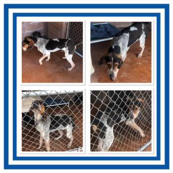Bluetick Coonhound Dogs Available for Adoption in Buckhannon, West Virginia - RYDER | PetCurious