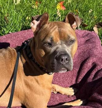 Rescue Boxer and Pit Bull Terrier Dogs for Adoption in Westland, Michigan - Lizzie | PetCurious