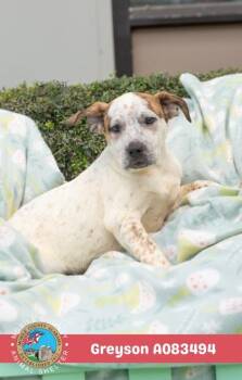 Mixed Breed Dogs Available for Adoption in West Chester, Pennsylvania - Greyson | PetCurious