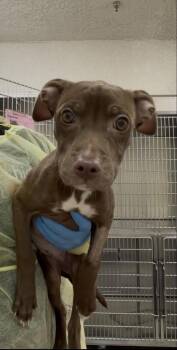 Daphne -  Pit Bull Terrier and Mixed Breed Dog for Adoption in Westland, Michigan - Daphne | PetCurious