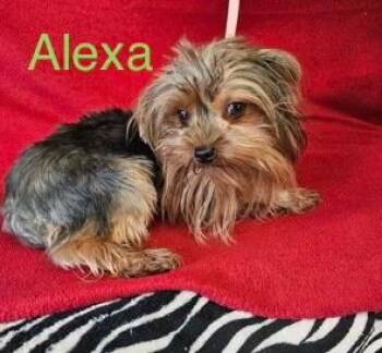 Alexa -  Yorkshire Terrier Dog for Adoption in Zimmerman, Minnesota - Alexa | PetCurious