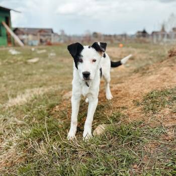 Rescue Cattle Dog and Pit Bull Terrier Dogs for Adoption in Jackson, Wyoming - Moo | PetCurious