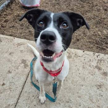 Trixie -  Border Collie and Mixed Breed Dog for Adoption in Westland, Michigan - Trixie | PetCurious