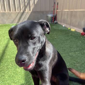 Rescue Pit Bull Terrier Dogs for Adoption in Oklahoma City, Oklahoma - Babs Courtesy Post | PetCurious