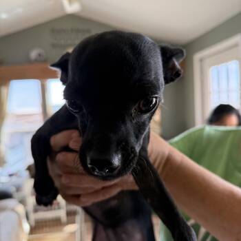 Shar -  Chihuahua Dog for Adoption in Deming, New Mexico - Shar | PetCurious