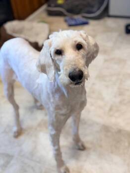 Poodle and Labrador Retriever Dogs Available for Adoption in Raleigh, North Carolina - Haven | PetCurious