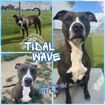 Pit Bull Terrier Dogs Available for Adoption in Franklin, Indiana - Tidalwave | PetCurious