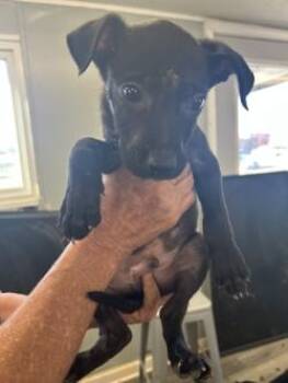 Vinny Bernard -  Labrador Retriever and Mixed Breed Dog for Adoption in West Memphis, Arkansas - Vinny Bernard | PetCurious