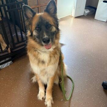 Bowie -  German Shepherd Dog and Great Pyrenees Dog for Adoption in Belleville, Illinois - Bowie | PetCurious