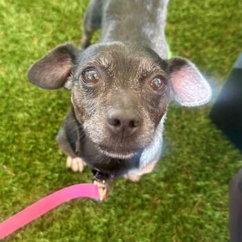 Hot Pocket -  Dachshund and Chihuahua Dog for Adoption in Walnut Creek, California - Hot Pocket | PetCurious